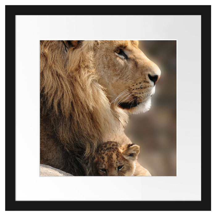 Löwe mit Löwenbaby Passepartout Quadratisch 40x40