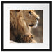 Löwe mit Löwenbaby Passepartout Quadratisch 40x40