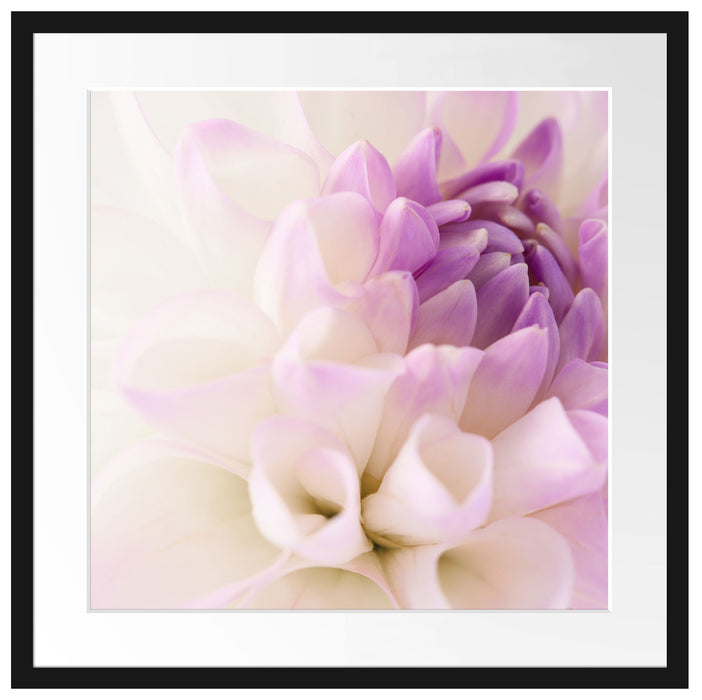 Traumhafte lila weiße Blüte Passepartout Quadratisch 55x55