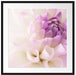 Traumhafte lila weiße Blüte Passepartout Quadratisch 70x70