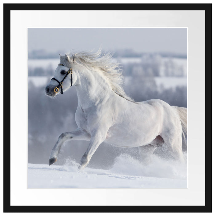 Weißes Pferd auf Schneewiese Passepartout Quadratisch 55x55