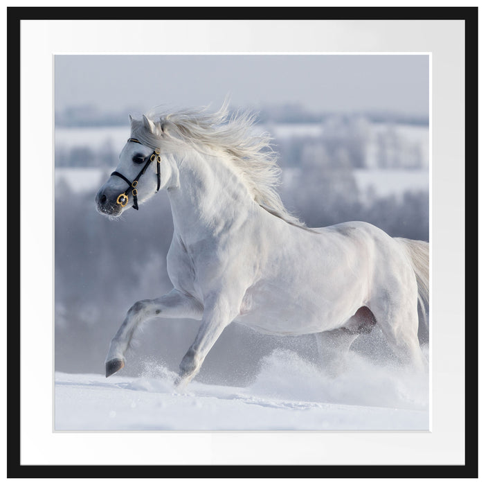 Weißes Pferd auf Schneewiese Passepartout Quadratisch 70x70