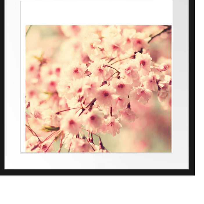 Kirschblüten Passepartout Quadratisch 55x55