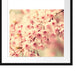 Kirschblüten Passepartout Quadratisch 55x55
