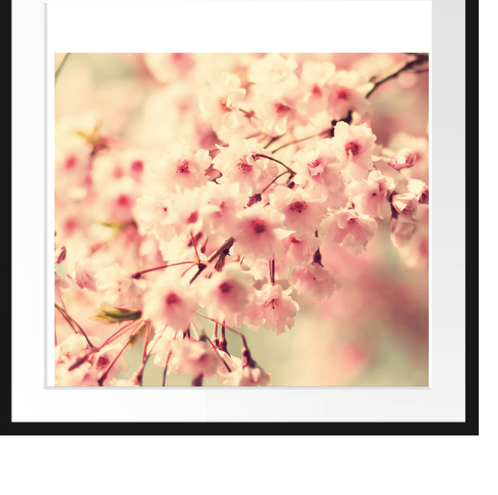 Kirschblüten Passepartout Quadratisch 70x70