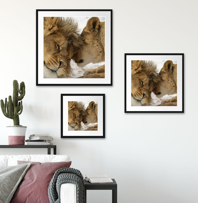 Kuschelnde Löwen Quadratisch Passepartout Wohnzimmer