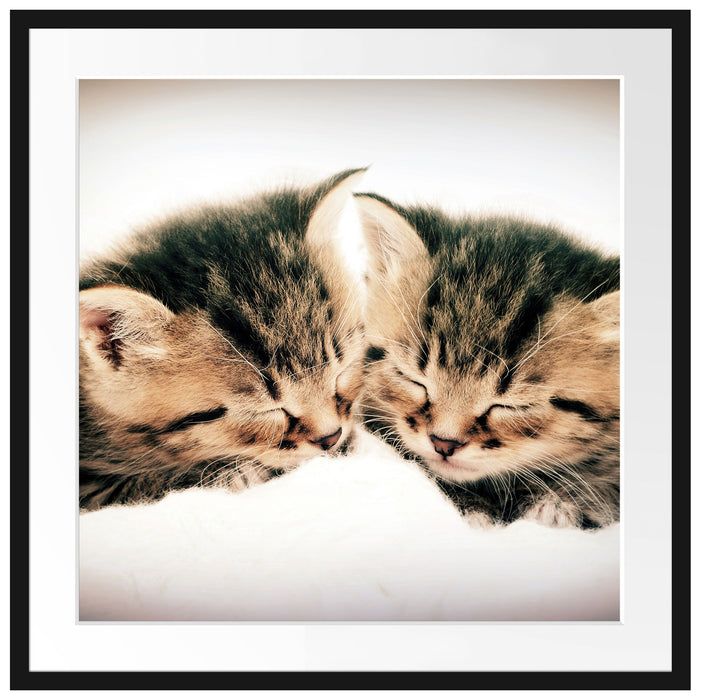 Katzen Herzform Passepartout Quadratisch 70x70