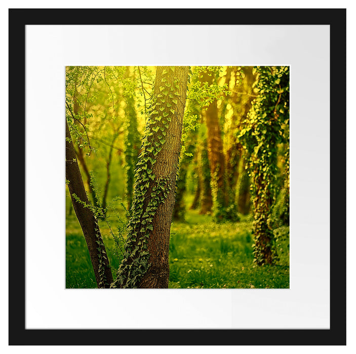 Bäume und Efeu Passepartout Quadratisch 40x40