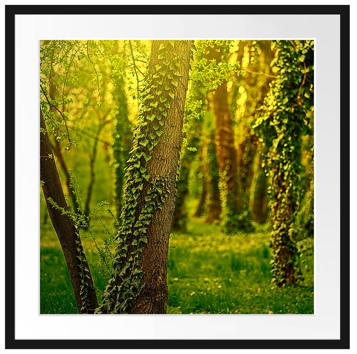 Bäume und Efeu Passepartout Quadratisch 70x70