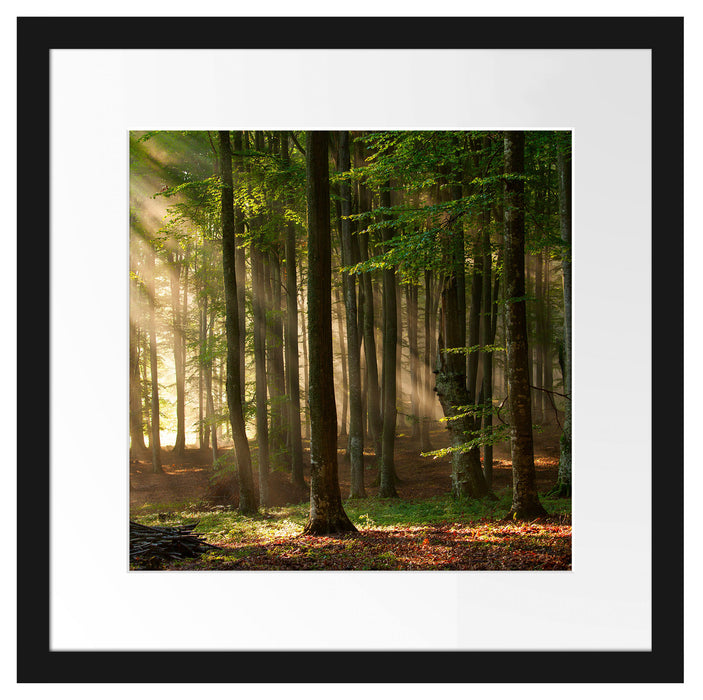 Bäume im Licht Passepartout Quadratisch 40x40