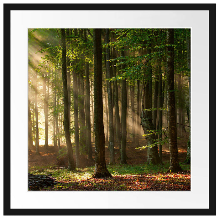 Bäume im Licht Passepartout Quadratisch 55x55