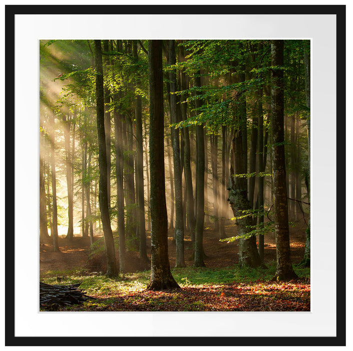 Bäume im Licht Passepartout Quadratisch 70x70