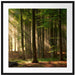 Bäume im Licht Passepartout Quadratisch 70x70