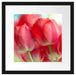 Rote Tulpen Passepartout Quadratisch 40x40