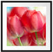 Rote Tulpen Passepartout Quadratisch 55x55