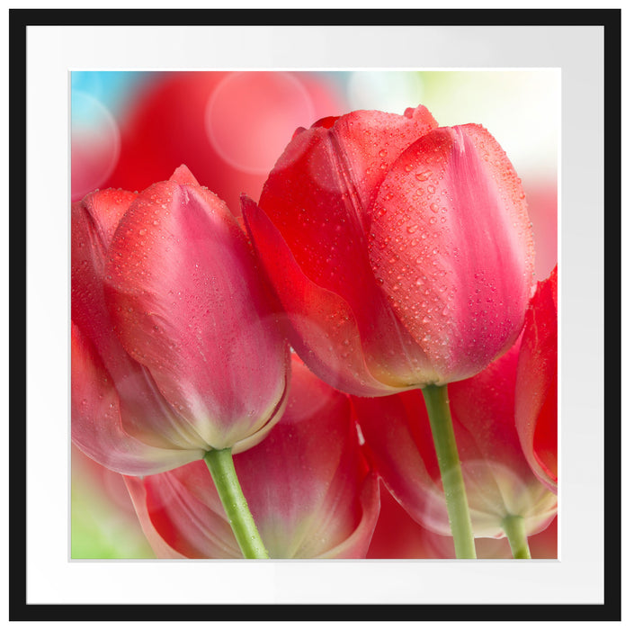 Rote Tulpen Passepartout Quadratisch 70x70
