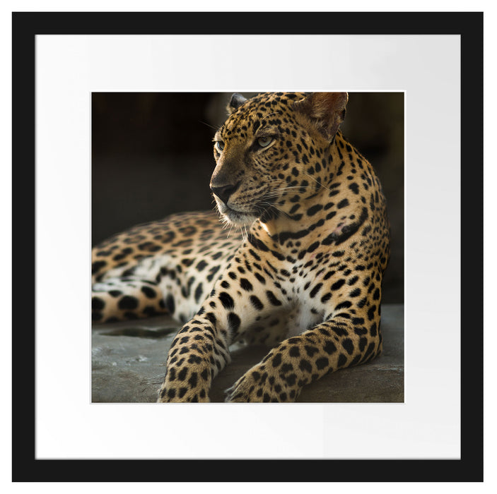 Majestäischer Leopard Passepartout Quadratisch 40x40