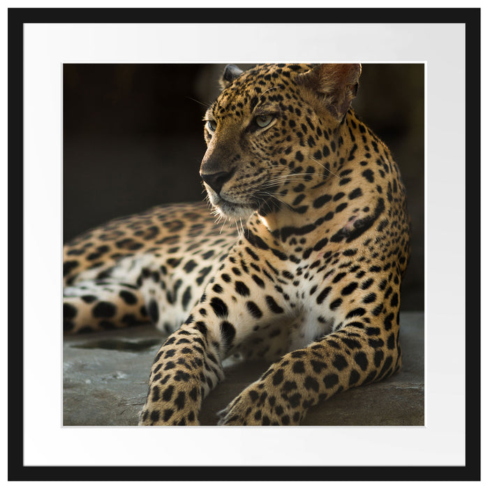 Majestäischer Leopard Passepartout Quadratisch 55x55