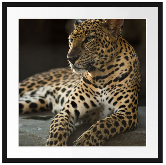 Majestäischer Leopard Passepartout Quadratisch 70x70