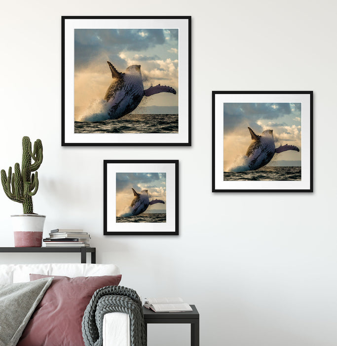 Buckelwale Kanada Quadratisch Passepartout Wohnzimmer