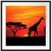 Afrika Giraffen im Sonnenuntergang Passepartout Quadratisch 70x70
