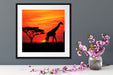 Afrika Giraffen im Sonnenuntergang Quadratisch Passepartout Dekovorschlag