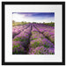 Lavendelfeld Provence Passepartout Quadratisch 40x40