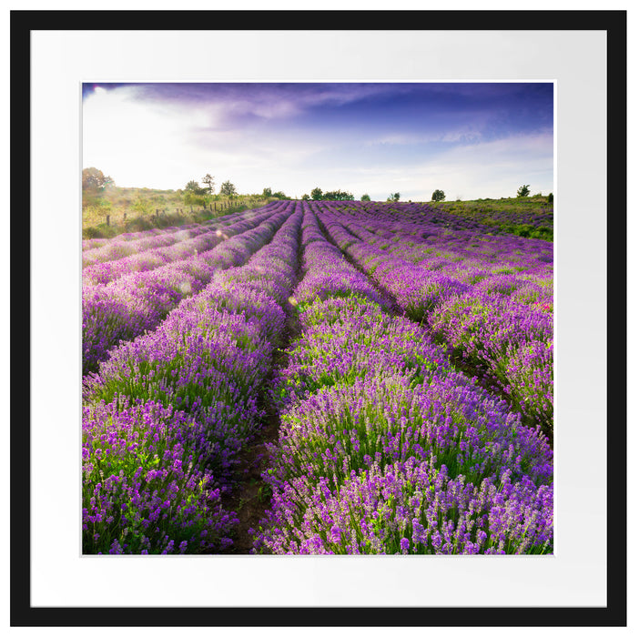 Lavendelfeld Provence Passepartout Quadratisch 55x55