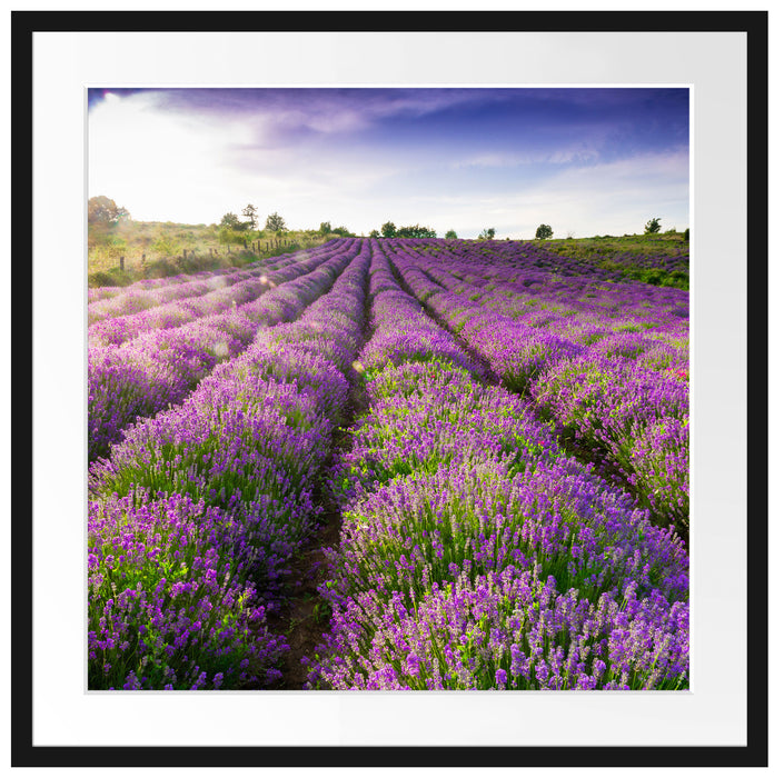 Lavendelfeld Provence Passepartout Quadratisch 70x70