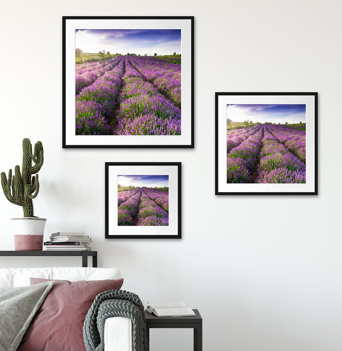 Lavendelfeld Provence Quadratisch Passepartout Wohnzimmer