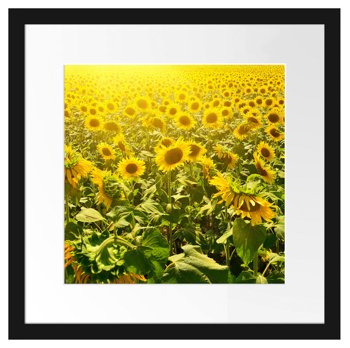Riesiges Sonnenblumenfeld Passepartout Quadratisch 40x40