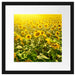 Riesiges Sonnenblumenfeld Passepartout Quadratisch 40x40
