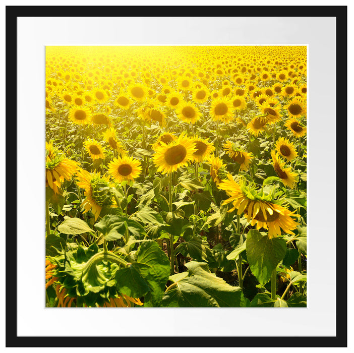 Riesiges Sonnenblumenfeld Passepartout Quadratisch 55x55