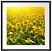 Riesiges Sonnenblumenfeld Passepartout Quadratisch 55x55