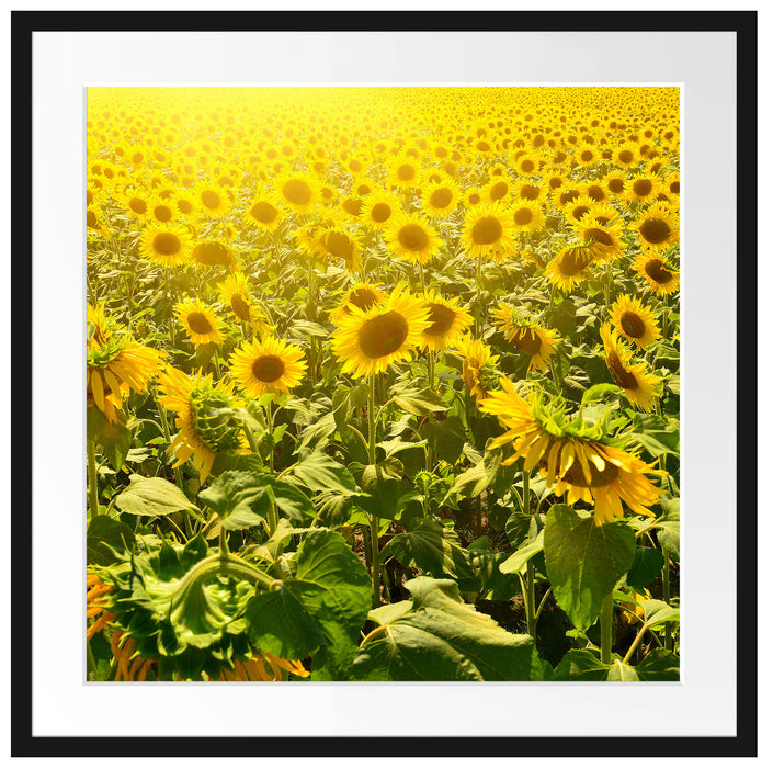 Riesiges Sonnenblumenfeld Passepartout Quadratisch 70x70