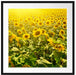 Riesiges Sonnenblumenfeld Passepartout Quadratisch 70x70