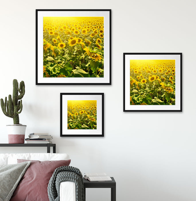 Riesiges Sonnenblumenfeld Quadratisch Passepartout Wohnzimmer
