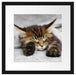 schlafende Katze mit großen Ohren Passepartout Quadratisch 40x40