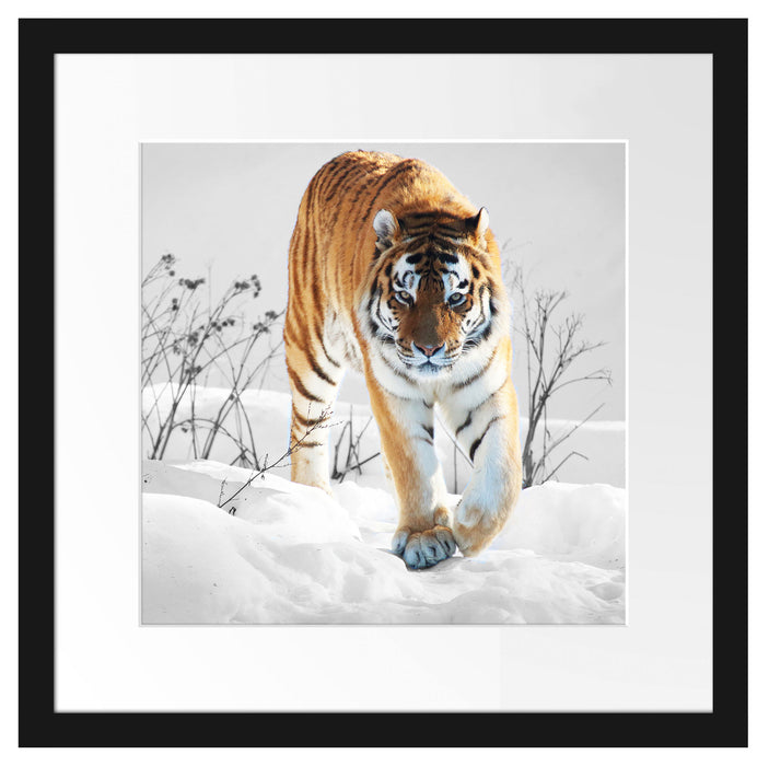 Großer wilder Tiger im Schnee Passepartout Quadratisch 40x40