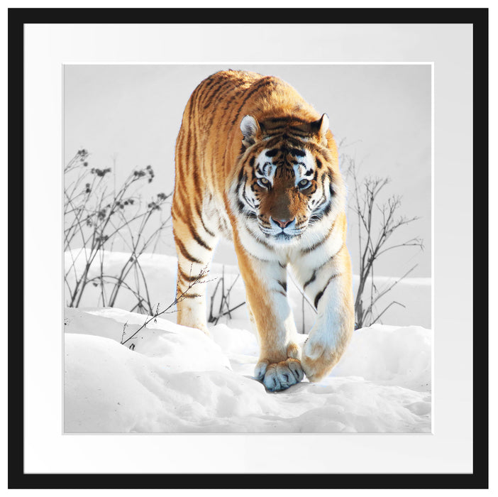 Großer wilder Tiger im Schnee Passepartout Quadratisch 55x55