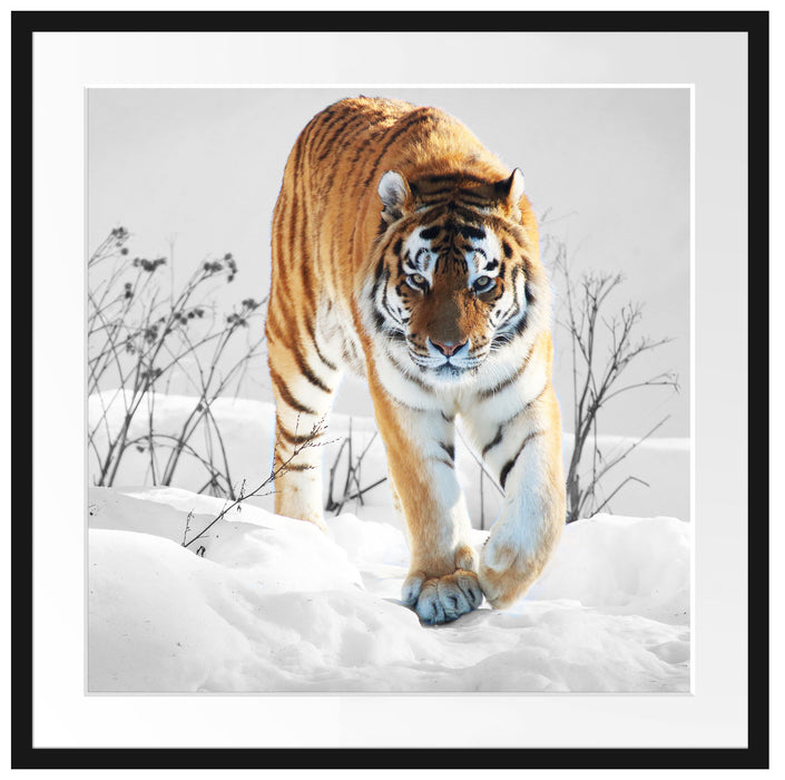 Großer wilder Tiger im Schnee Passepartout Quadratisch 70x70