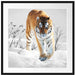 Großer wilder Tiger im Schnee Passepartout Quadratisch 70x70