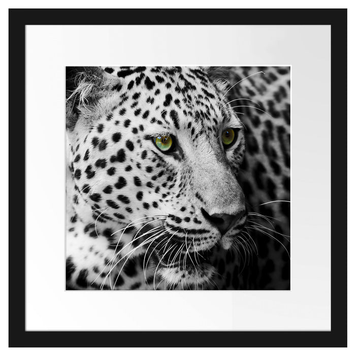 Dark Leopard mit grünen Augen Passepartout Quadratisch 40x40