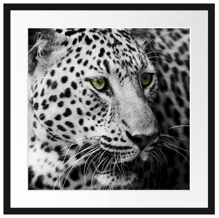 Dark Leopard mit grünen Augen Passepartout Quadratisch 55x55