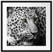 Dark Leopard mit grünen Augen Passepartout Quadratisch 55x55