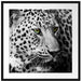 Dark Leopard mit grünen Augen Passepartout Quadratisch 70x70