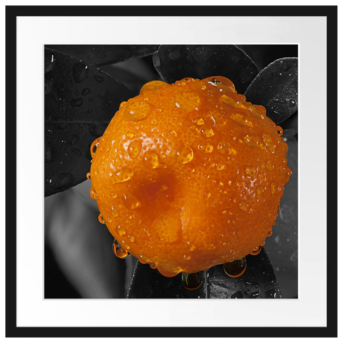 Orange mit Wassertropfen Passepartout Quadratisch 55x55