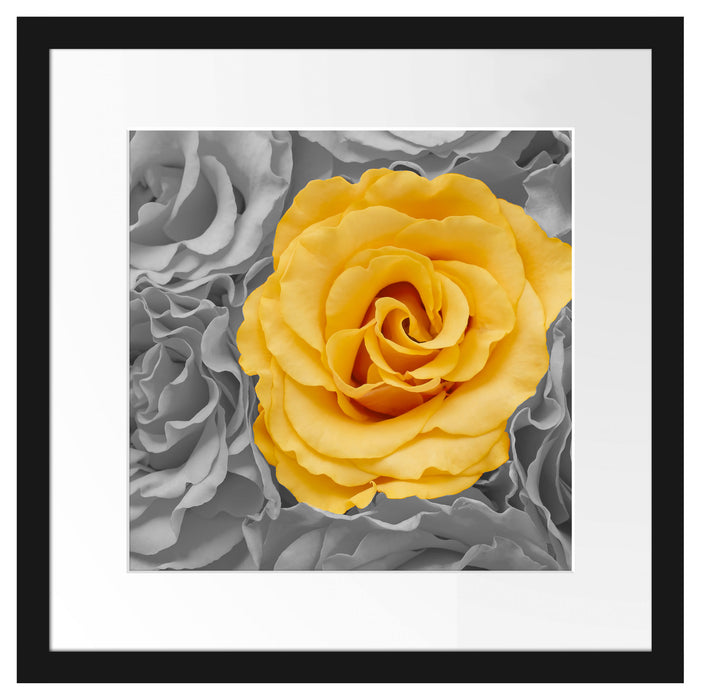 gelbe Rose im Rosenmeer Passepartout Quadratisch 40x40