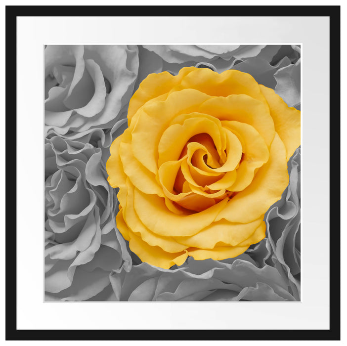 gelbe Rose im Rosenmeer Passepartout Quadratisch 55x55