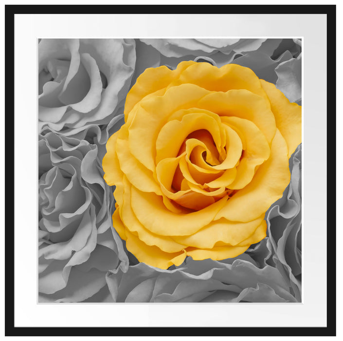 gelbe Rose im Rosenmeer Passepartout Quadratisch 70x70